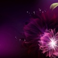 purple flower-abstract art design wallpaper 1280x800